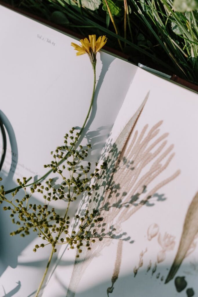 pexels photo 6034165 A vibrant yellow flower casts a shadow on an illustrated botanical page, evoking nature's harmony.